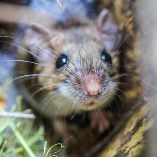 How to Keep Mice Away? - EPB Pest & Bird Control Services