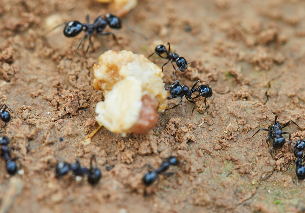 ant exterminators near me