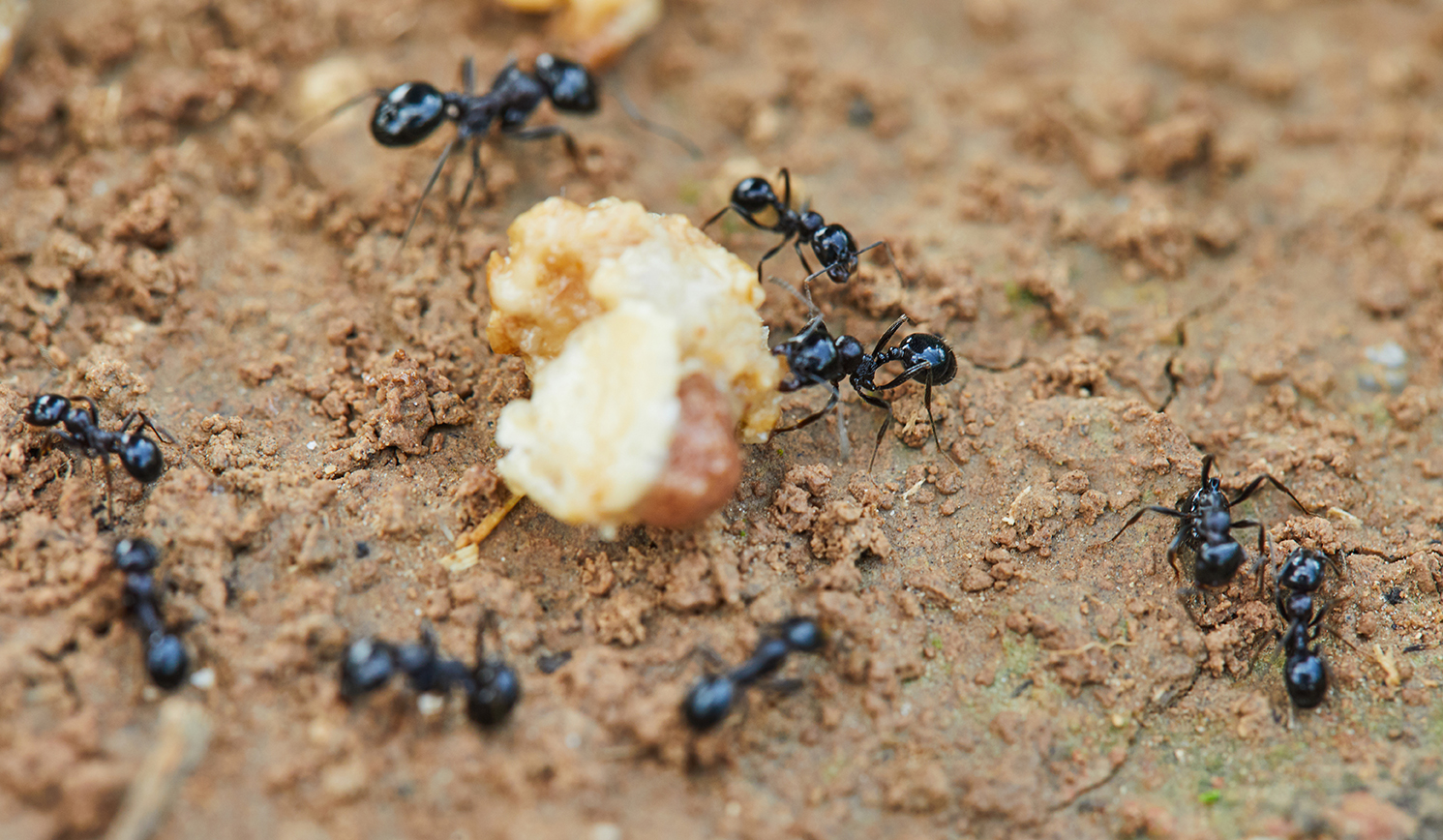 ant exterminators near me
