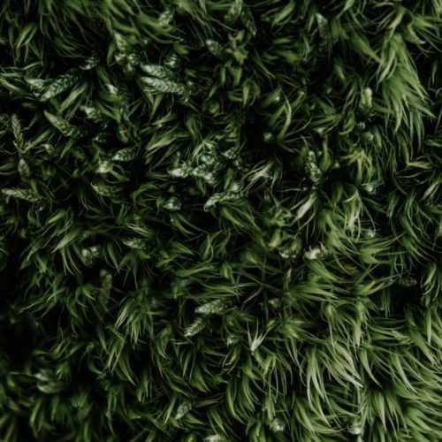 ant exterminators near me