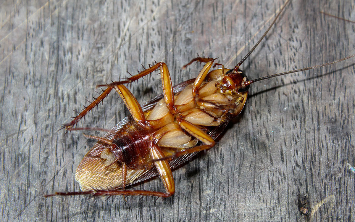 Home Pest Control Insects Hirby Pest Control El Paso, TX