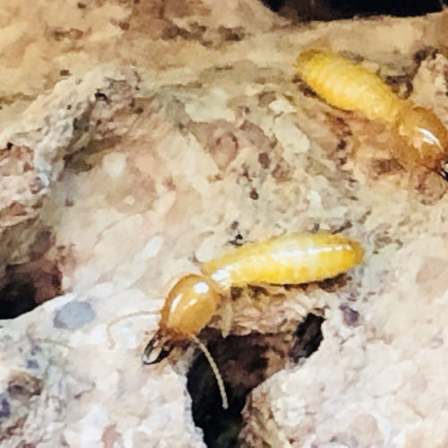 termite inspection