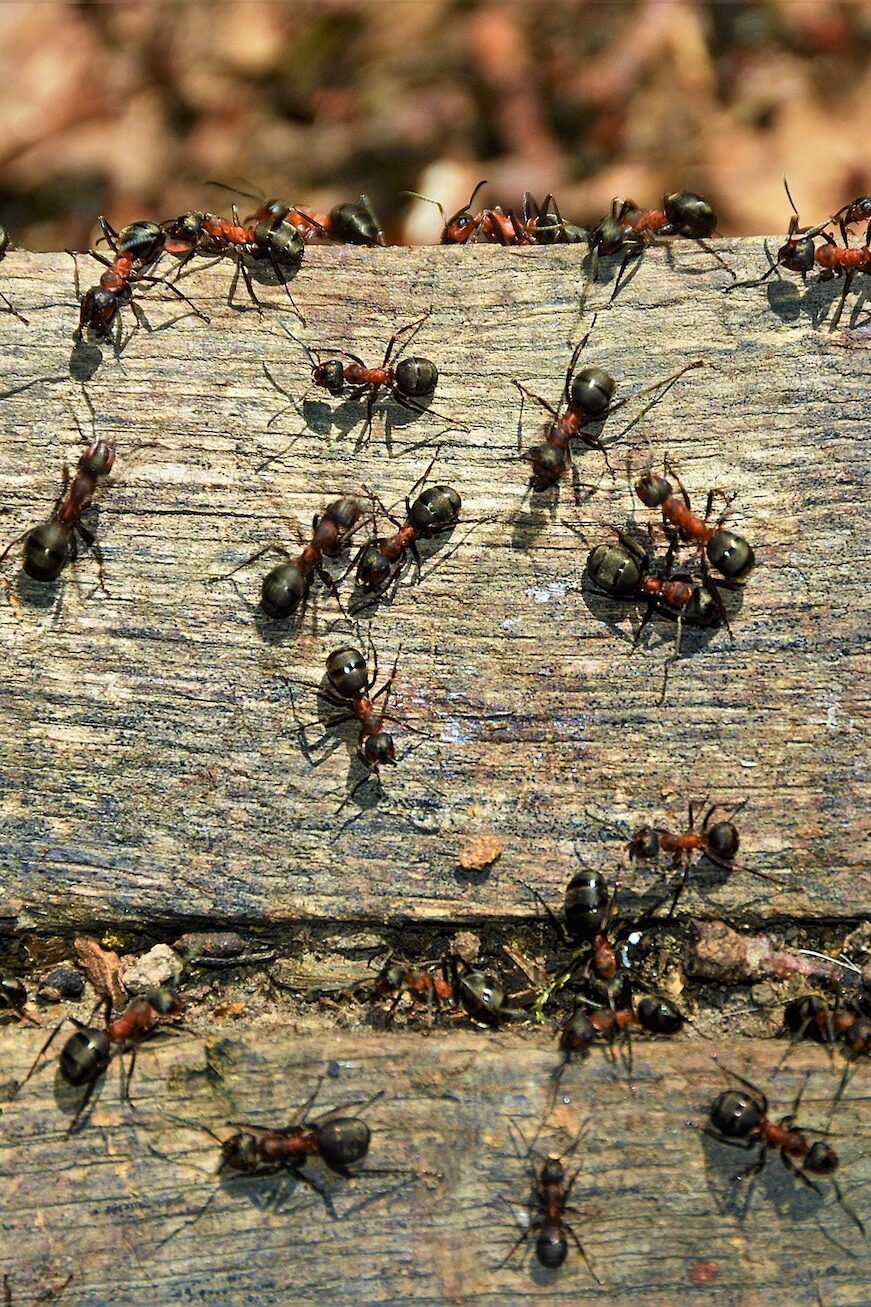 Carpenter Ants Extermination Hirby Pest Control El Paso, TX