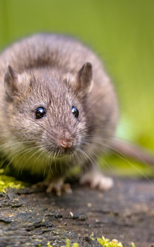 Brown rat in grass on river bank Brown rat in grass on river bank