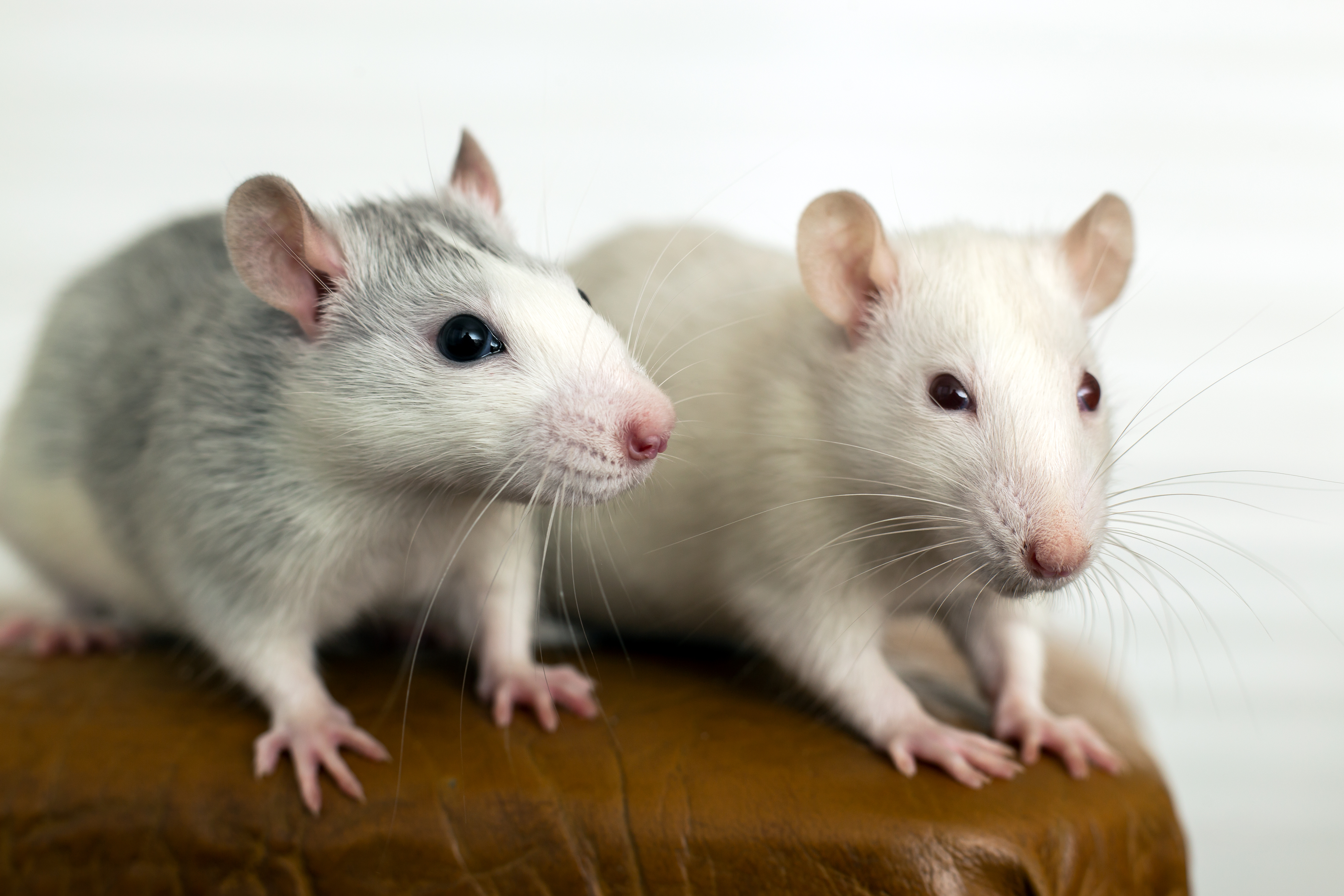 Closeup of two funny white domestic rats with long whiskers