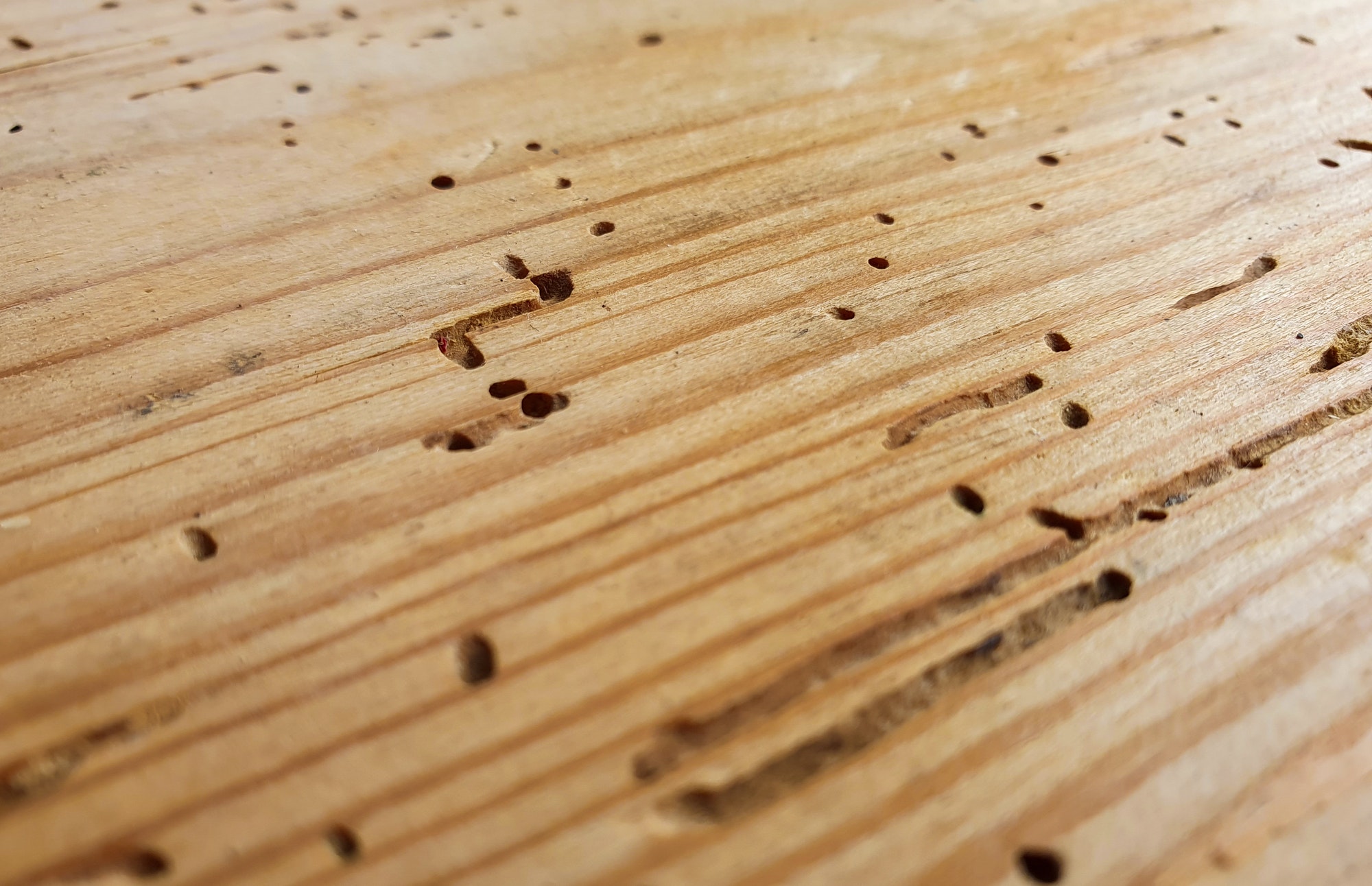 a board with insect holes