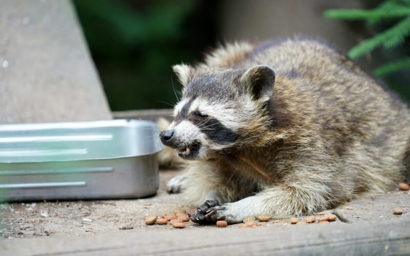 Closeup shot of a raccoon eating food pellets