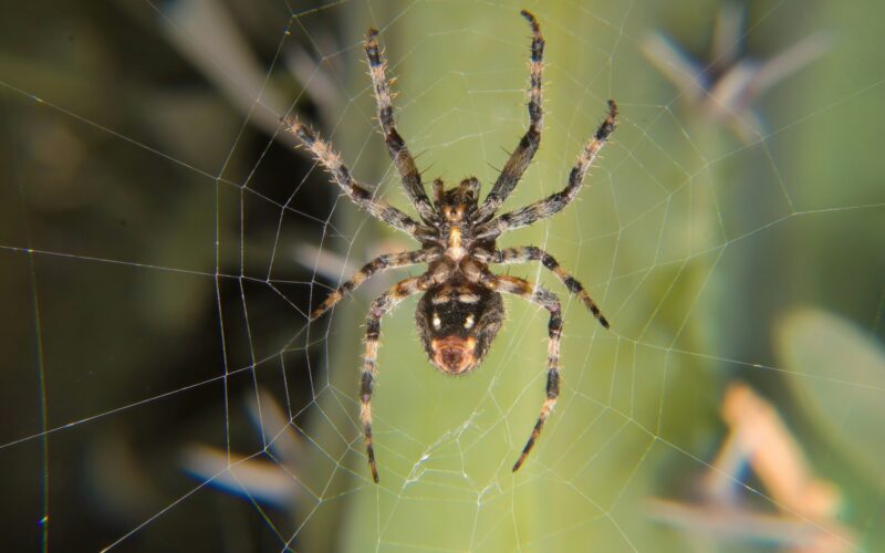 Close up macro shot of a European garden spider (cross spider, Araneus diadematus)