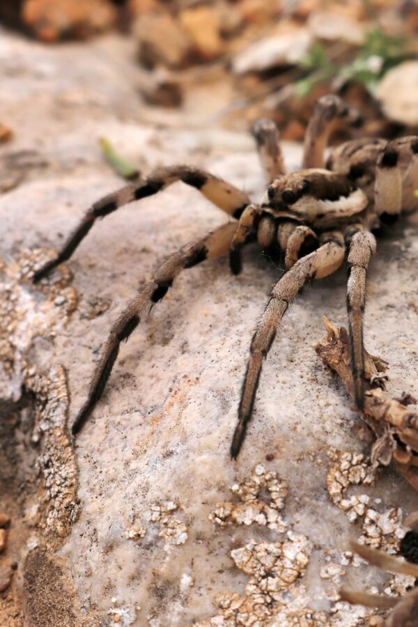 Wild thyme in its natural environment. Wolf Spider.