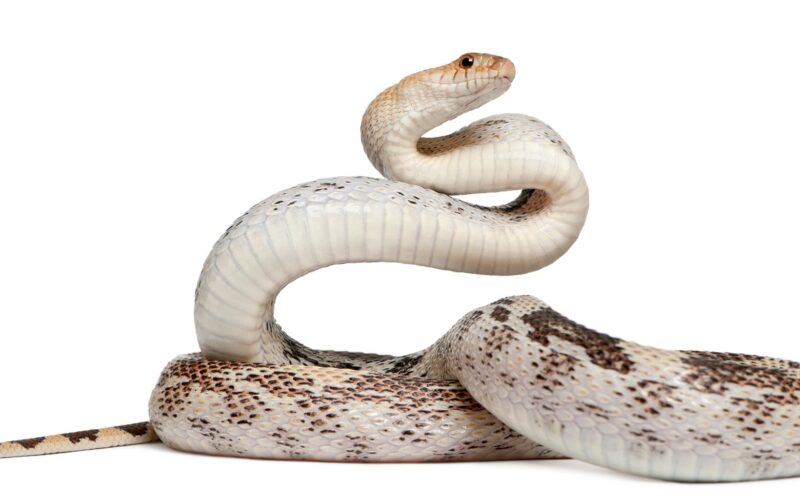 Pacific gopher snake also known as Coast gopher snake, western gopher snake, Pituophis catenifer