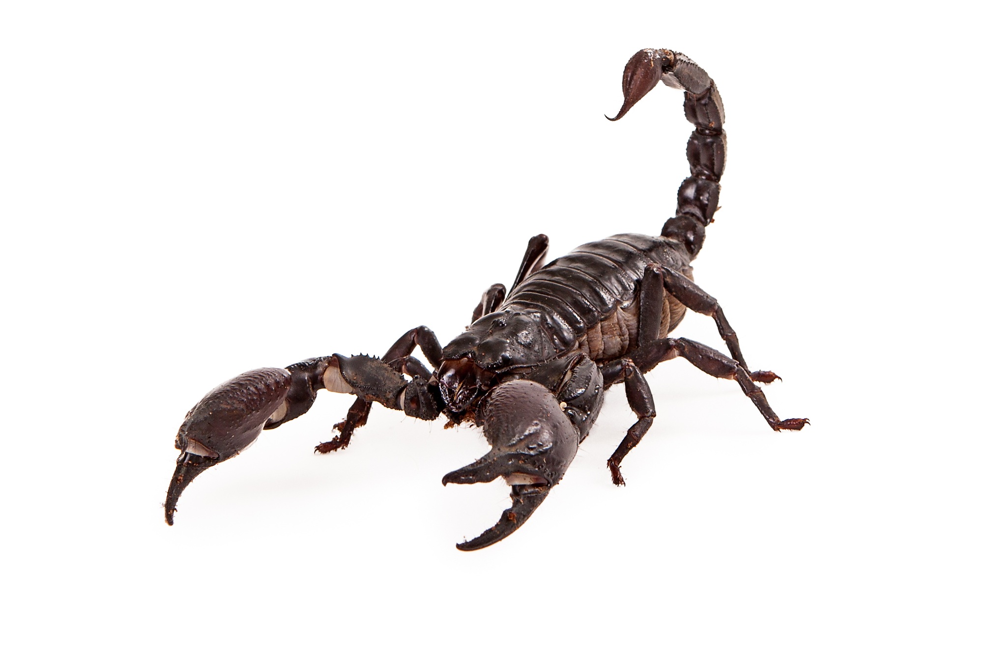 Asiatic Forest Scorpion Asiatic Forest Scorpion