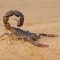 Granulated thick-tailed scorpion (Parabuthus granulatus), Kalahari desert, South Africa
