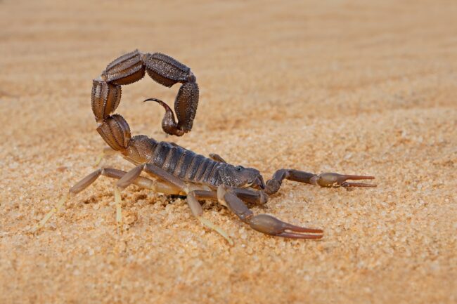 Granulated thick-tailed scorpion (Parabuthus granulatus), Kalahari desert, South Africa Granulated thick-tailed scorpion (Parabuthus granulatus), Kalahari desert, South Africa
