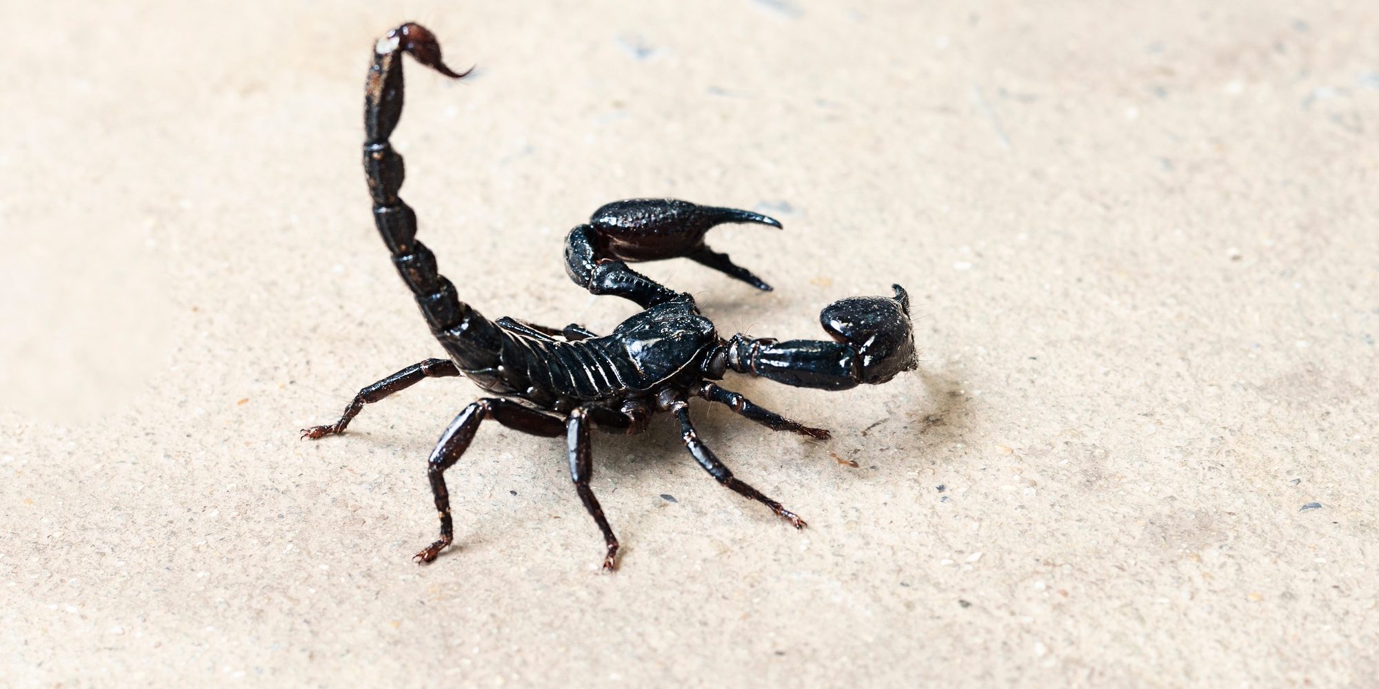 Scorpion on isolated background with copy space Scorpion on isolated background with copy space