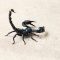 Scorpion on isolated background with copy space