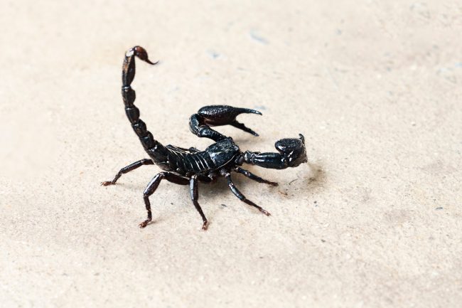 Scorpion on isolated background with copy space Scorpion on isolated background with copy space