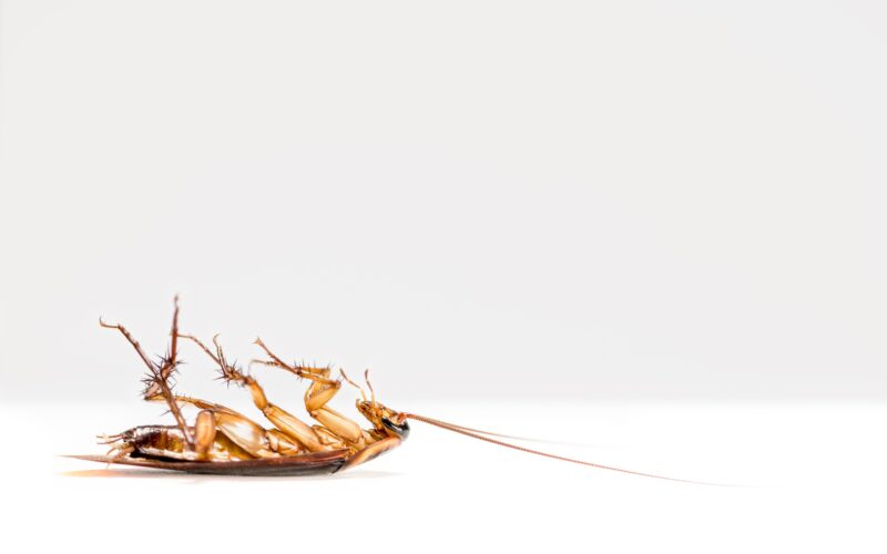 Close up cockroach dead on white background